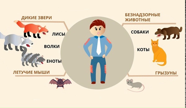 Бешенство: что необходимо знать и взрослым, и детям