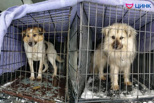 Пойманных во время отлова животных кольцовчане могут забрать себе!