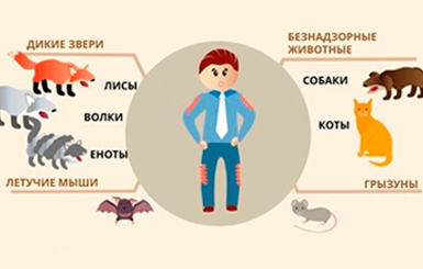 Бешенство: что необходимо знать и взрослым, и детям